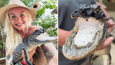 Image for story: Rescued jawless alligator finds new home at Florida wildlife preserve