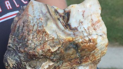 Image for story: Boy finds Mastodon tooth in grandparents' backyard