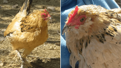 Image for story: World's oldest chicken, Peanut, passes away in owner's arms on Christmas Day