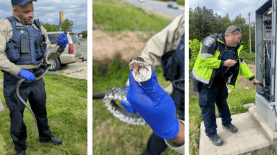 Image for story: Snake causes power outage at Virginia intersection