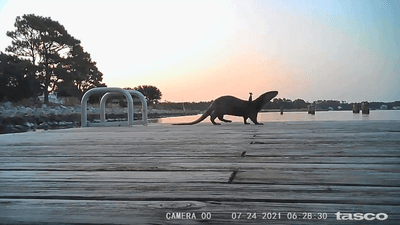 Image for story: River otters caught on camera sneaking blue crabs from aquarium crab pots 