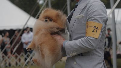 Image for story: PHOTOS: Good things come in small packages at the Westminster Kennel Club Dog Show