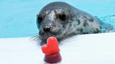 Image for story: Animals snack on heart-shaped treats to celebrate Valentine's Day at Illinois Zoo