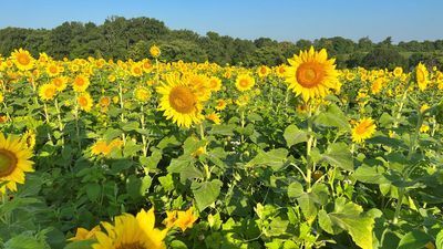 Image for story: Photos: Sunflowers bloom at Maryland farm