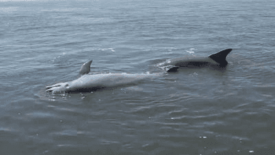 Image for story: VIDEO: 2 dolphins appear to try to help a 3rd found dead in Charleston Harbor 