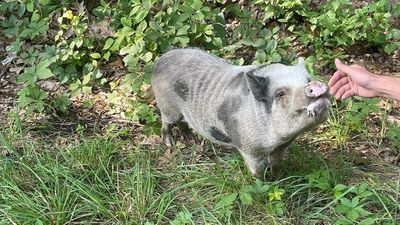 Image for story: Deputies corral Gilbert the runaway pig in upstate New York