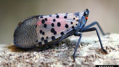 Image for story: Mother Nature is fighting back against the invasive spotted lanternfly: UMD bug expert