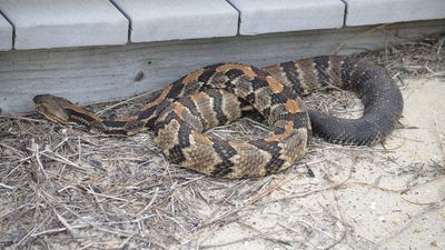 Image for story: Timber rattlesnake spotted near lighthouse in Outer Banks