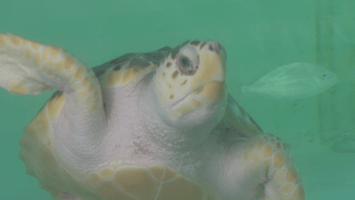 Image for story: Turtle season is underway, volunteers check daily for new nests