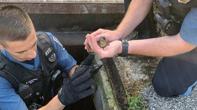 Image for story: Police officers rescue family of ducks stuck in sewer