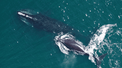 Image for story: Historic $82M funding boost aims to save North Atlantic right whales from extinction