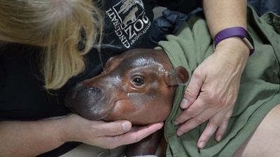 Image for story: Cincinnati Zoo baby hippo in critical condition after premature birth