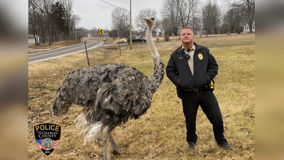 Image for story: Ostrich left the nest for an unsupervised walk in Missouri neighborhood 