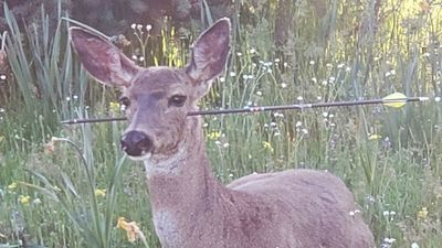 Image for story: Oregon trooper finds living deer with arrows sticking through them