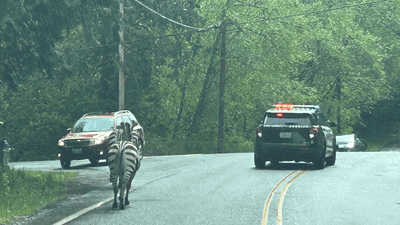 Image for story: 4 zebras escape onto Washington state freeway after driver stops to secure trailer