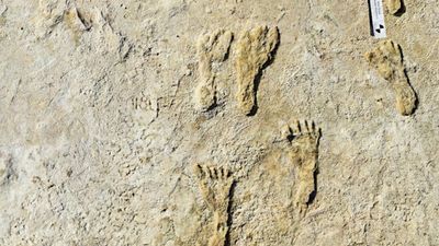 Image for story: Human footprints found in New Mexico are between 21,000 and 23,000 years old, scientists confirm