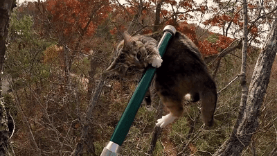 Image for story: Cat's out of the bag: Retired Air Force colonel scales trees to help rescue felines