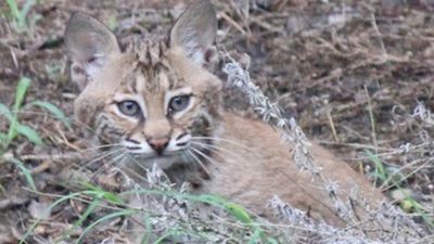 Image for story: VIDEO: Mama bobcat, kittens make home in Nashville back yard 