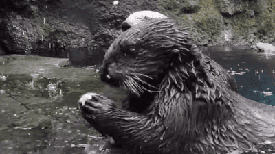 Image for story: ADORABLE: Otters caught on cam breaking open clams