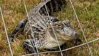 Image for story: San Antonio man putting out the trash comes face-to-face with alligator