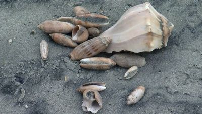 Image for story: Angry ocean means happy shell seekers