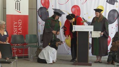 Image for story: PHOTOS: Therapy dogs earn honorary 'dogtorates' from University of Maryland, Baltimore