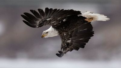 Image for story: Rescued bald eagle soars again in Virginia after being struck by train