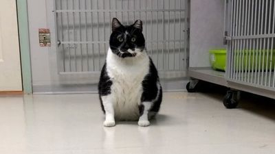 Image for story: Holy catnip! Oklahoma Humane Society takes in 23 lb cat, looking for a home