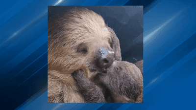 Image for story: VIDEO: Mother sloth seen sharing kisses with her baby