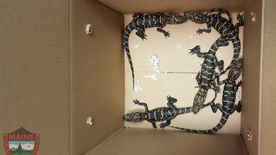 Image for story: Maine Warden Service seizes 5 small alligators in Augusta