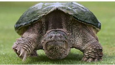 Image for story: Video of massive snapping turtle dubbed 'Chonkosaurus' goes viral