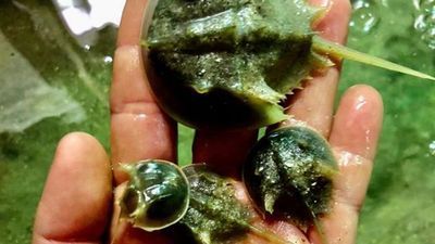 Image for story: Georgia Marine Science Center hatches peppercorn-sized horseshoe crabs