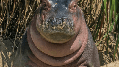 Image for story: Cincinnati Zoo celebrates Fiona's 1st birthday 