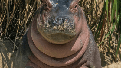 Image for story: Cincinnati Zoo celebrates Fiona's 1st birthday 