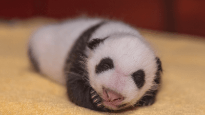 Image for story: PANDA BONANZA: National Zoo's 'plump' baby panda almost as round as it is long