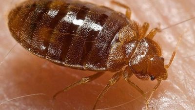 Image for story: Learn the 'bed bug drill' before your next vacation stay