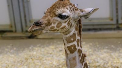 Image for story: Oh baby! Henry Doorly Zoo welcomed female giraffe calf on Sunday