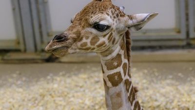 Image for story: Oh baby! Henry Doorly Zoo welcomed female giraffe calf on Sunday