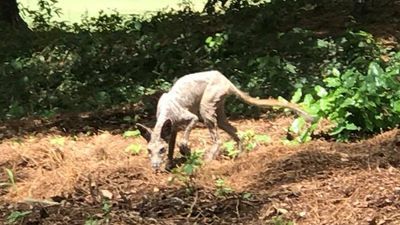 Image for story: Chupacabra in the Carolinas? Or a coyote with mange? We asked an expert.