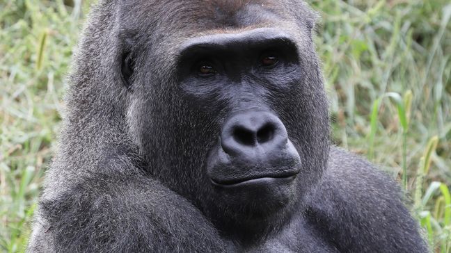 Pendeka, aka Pende, one of three male gorillas that recently came to the Cincinnati Zoo from the Detroit Zoo. (Photo courtesy of the Cincinnati Zoo)