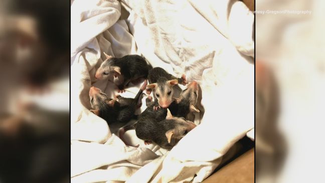 A Massachusetts man delivered babies from a mother possum struck by a car. (WJAR)