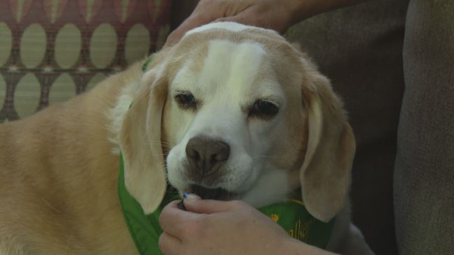 Beloved therapy dog found after days in Rhode Island woods (WJAR)