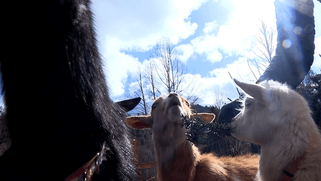 An animal lover in Mills River, Lily Crofut is turning holiday greens into a delicious treat for animals she rescues (WLOS)