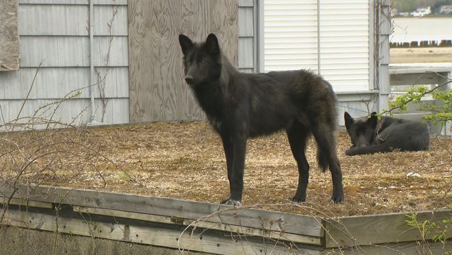 One of the two "black coyotes" in Rhode Island watches a crowd they have attracted, Wednesday, April 19, 2023. (WJAR)