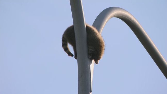 A raccoon sits on a light pole on Route 146 north in Providence, R.I. on Tuesday, June 13, 2023. (WJAR){&nbsp;}