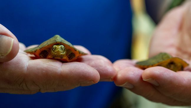 Tennessee Aquarium Herpetology Coordinator holds a pair of recently hatched Four-eyed Turtles (Tennessee Aquarium photo)