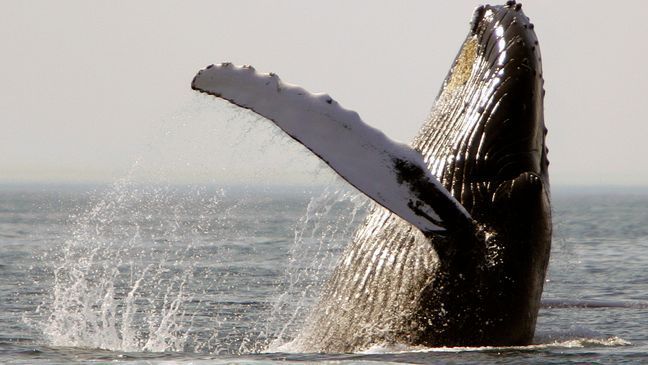 FILE - A humpback whale breaches on Stellwagen Bank about 25 miles east of Boston, on Aug. 22, 2005. (AP Photo/Michael Dwyer, File)