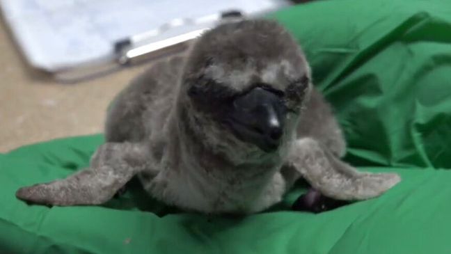 A new humbolt penguin chuck joins the colony at the Oregon Zoo. (Photo courtesy of the Oregon Zoo)