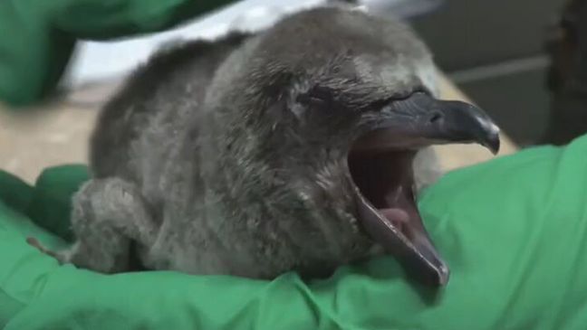 A new humbolt penguin chuck joins the colony at the Oregon Zoo. (Photo courtesy of the Oregon Zoo)