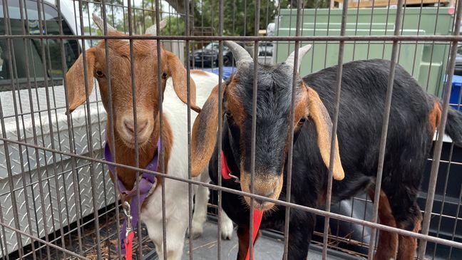 Goats removed from goat island in Murrells Inlet (Photo: Amanda Kinseth/WPDE)